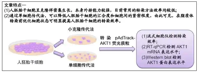两种传代方法影响人胚胎干细胞转染效率的比较