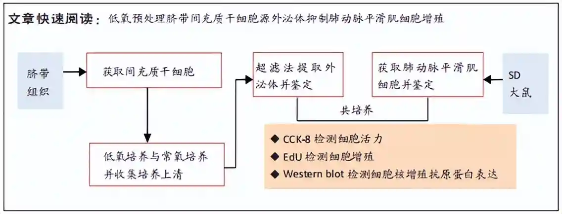 低氧预处理脐带间充质干细胞源外泌体抑制肺动脉平滑肌细胞的增殖