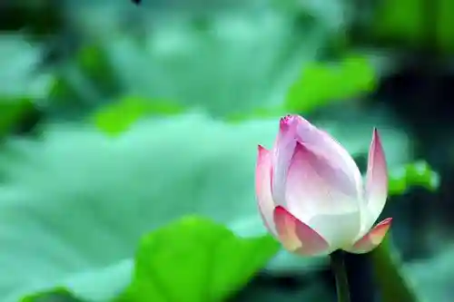 口腔医学的几所大学