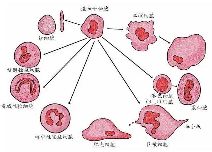 乳腺癌复发与骨髓特定物质相关
