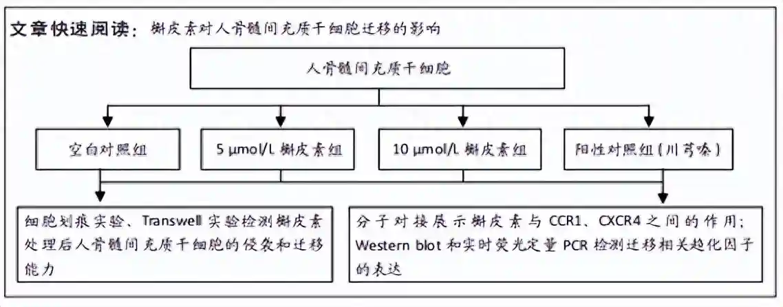 槲皮素靶向CCR1、CXCR4促进人骨髓间充质干细胞的迁移