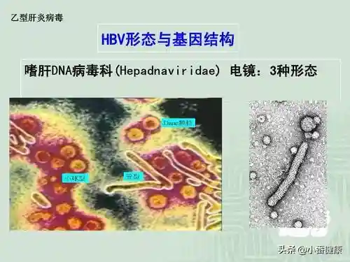 乙肝病毒结构与感染过程