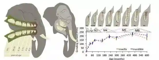 人类一生只换一次牙，合理吗？