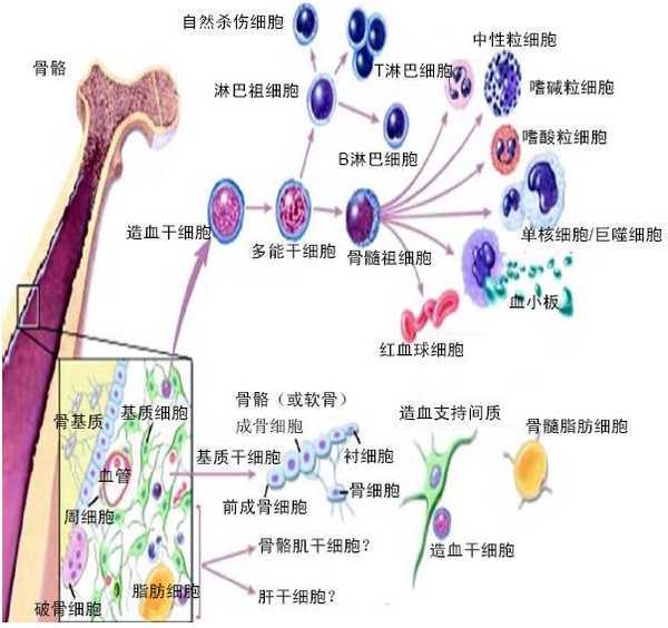 “妈妈,我来救你!”10岁男孩捐献造血干细胞,为母亲赢得新生