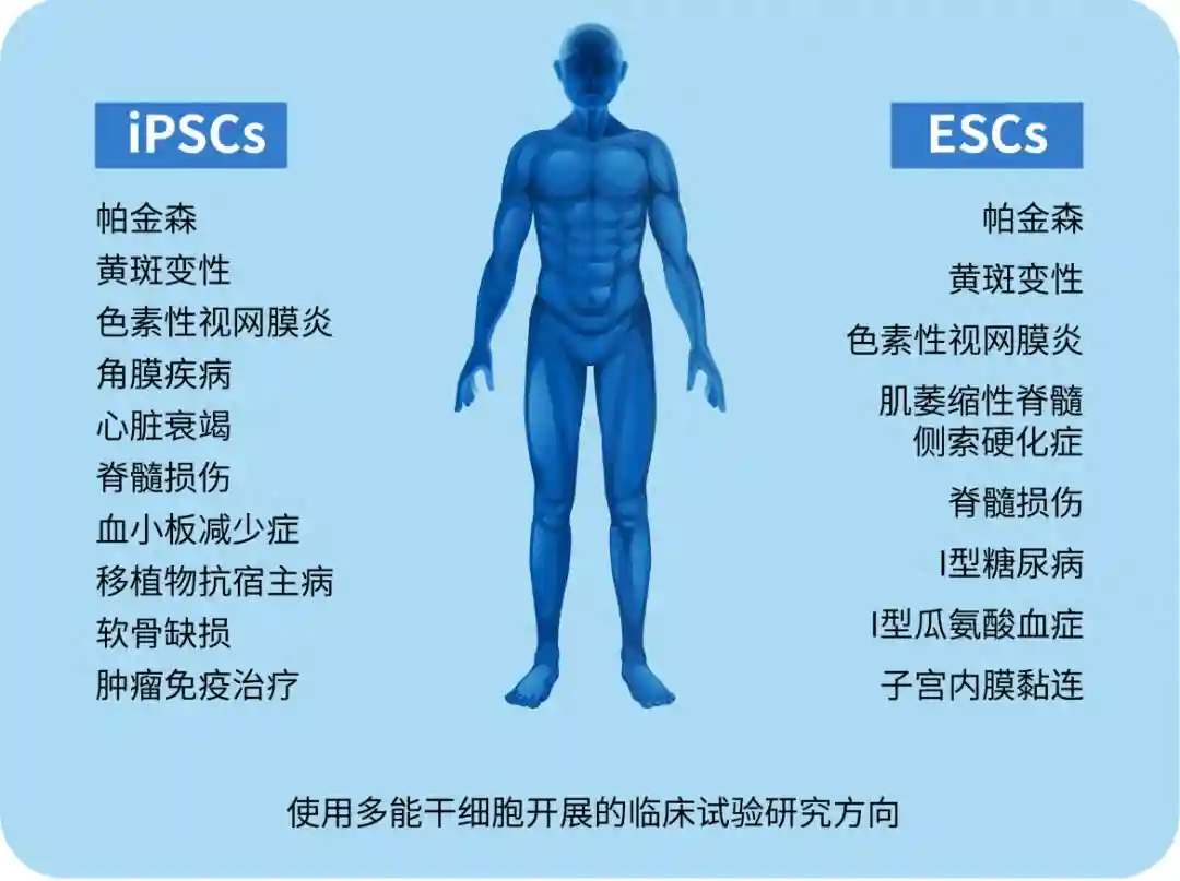 人类多能干细胞治疗：正在成长中的巨人